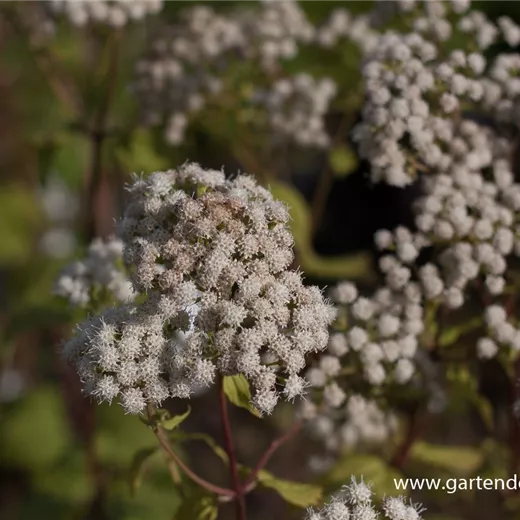 Braunblättriger Garten-Wasserdost 'Braunlaub'