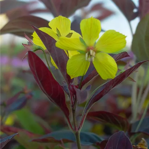 Bewimperter Garten-Felberich 'Firecracker' Bewimperter Garten-Felberich 'Firecracker'