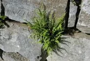 Braunstieliger Streifenfarn