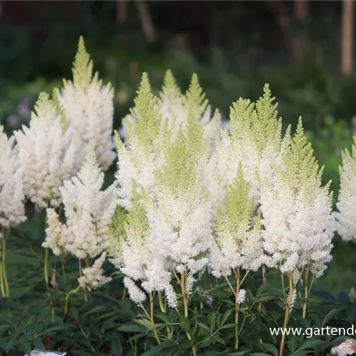 Arends Garten-Prachtspiere 'Weiße Gloria' Arends Garten-Prachtspiere 'Weiße Gloria'