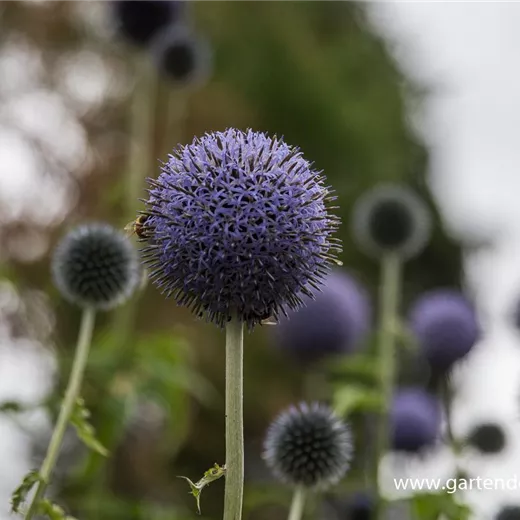 Banater Kugeldistel Banater Kugeldistel
