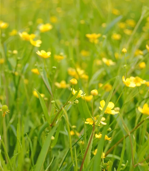 Ranunculus flammula.JPG