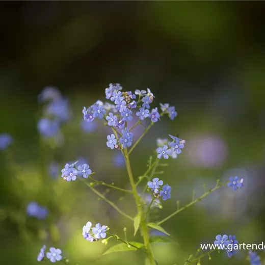 Brunnera macrophylla Brunnera macrophylla