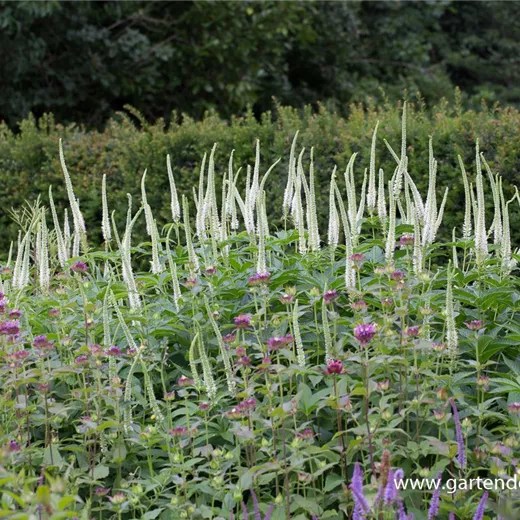 Asiatischer Kandelabereherenpreis 'Apollo White'