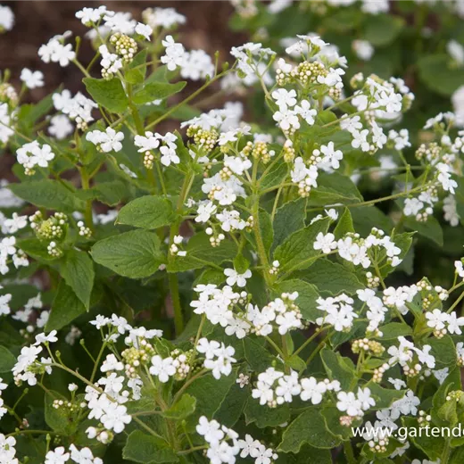 Brunnera macrophylla 'Betty Bowring' Brunnera macrophylla 'Betty Bowring'