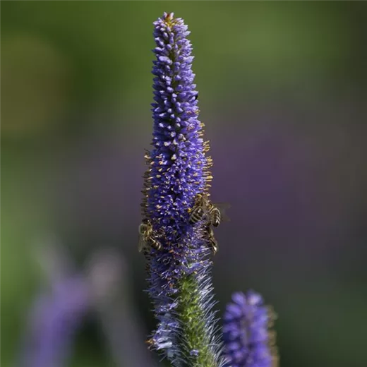 Asiatischer Kandelaberehrenpreis 'Apollo'