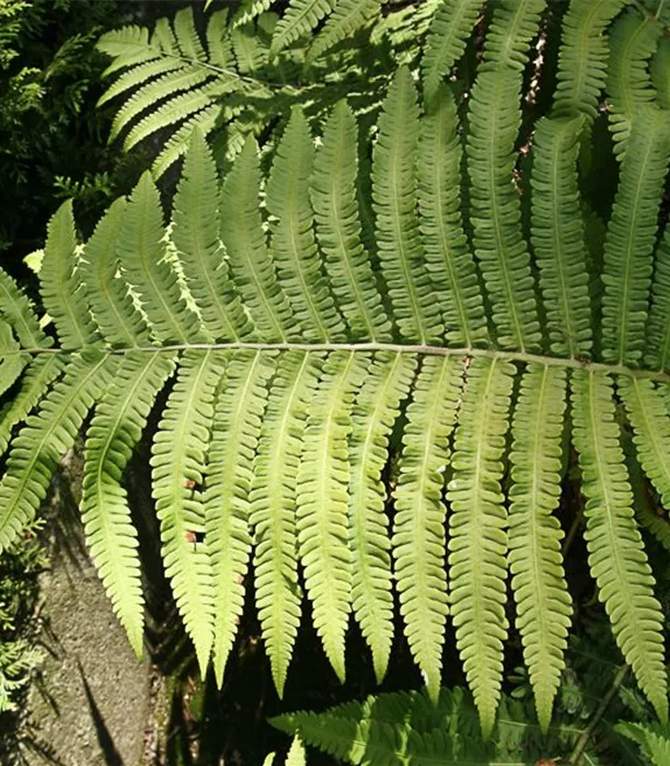 P2003011_1.jpg
