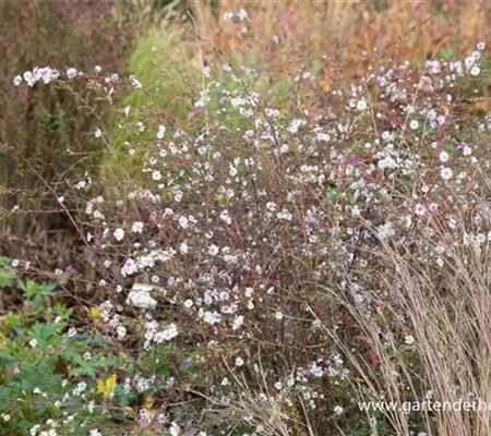 Aster 'Speyrer Herbstwoge' Aster 'Speyrer Herbstwoge'