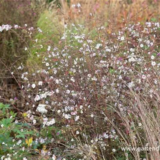 Aster 'Speyrer Herbstwoge' Aster 'Speyrer Herbstwoge'