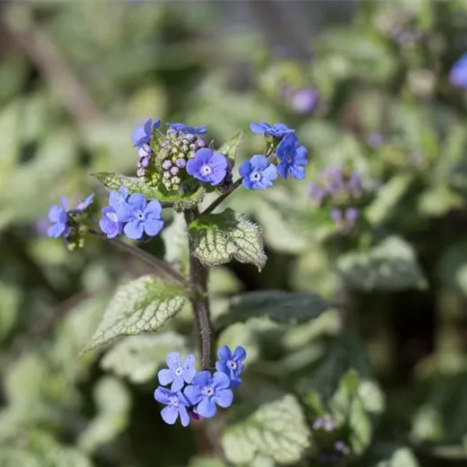 Brunnera macrophylla 'Jack Frost' -R- Brunnera macrophylla 'Jack Frost' -R-