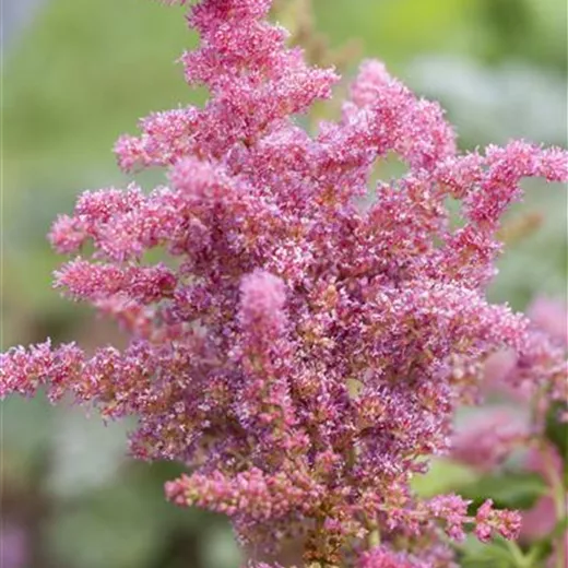 Astilbe 'Younique Cerise' -R- Astilbe 'Younique Cerise' -R-