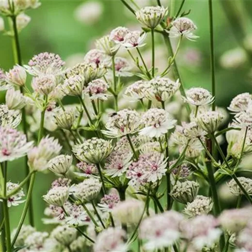 Astrantia major Astrantia major