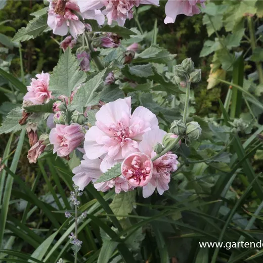 Bastardmalve 'Parkrondell' Bastardmalve 'Parkrondell'