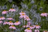 Bunte Garten-Margerite 'Robinsons Rosa'