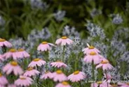 Bunte Garten-Margerite 'Robinsons Rosa'
