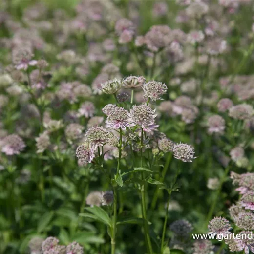Astrantia major 'Florence' -R- Astrantia major 'Florence' -R-