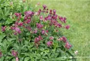 Astrantia major 'Lars'