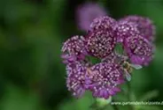 Astrantia major 'Lars'