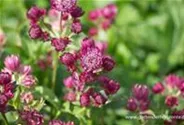 Astrantia major 'Lars'