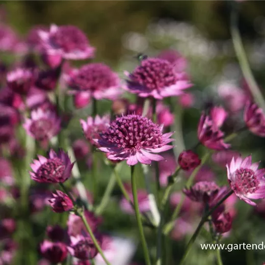 Astrantia major 'Roma' -R- Astrantia major 'Roma' -R-
