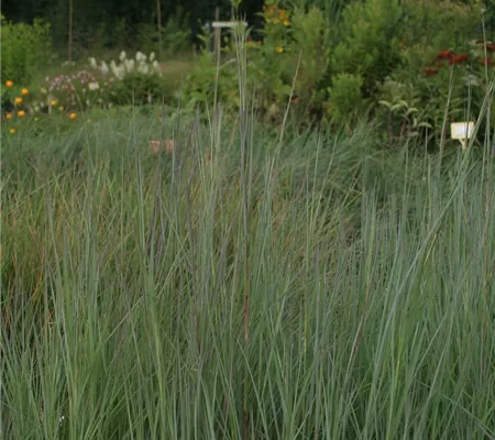 Blaugraues Garten-Präriegras 'Prairie Blues'