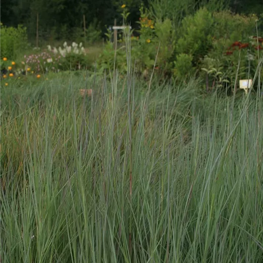 Blaugraues Garten-Präriegras 'Prairie Blues' Blaugraues Garten-Präriegras 'Prairie Blues'