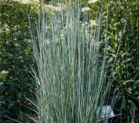 Blaugraues Präriegras 'Blue Heaven'®