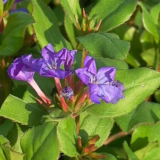 Ceratostigma plumbaginoides Ceratostigma plumbaginoides