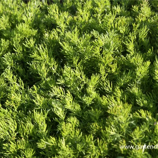 Chamaemelum nobile 'Treneague' Chamaemelum nobile 'Treneague'