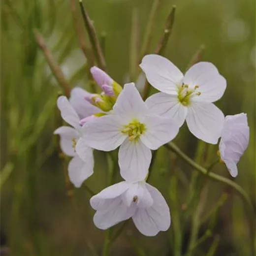 Cardamine pratensis Cardamine pratensis