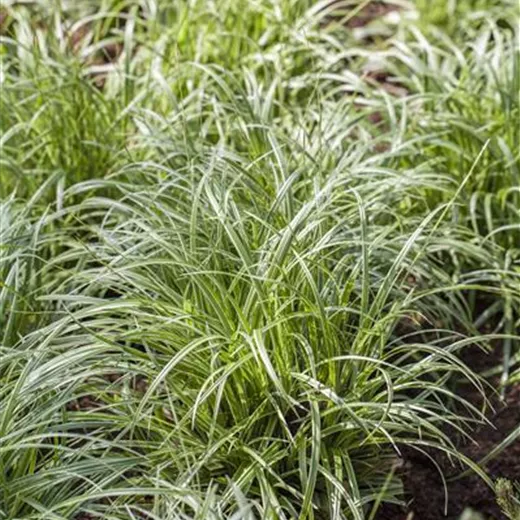 Carex morrowii Carex morrowii