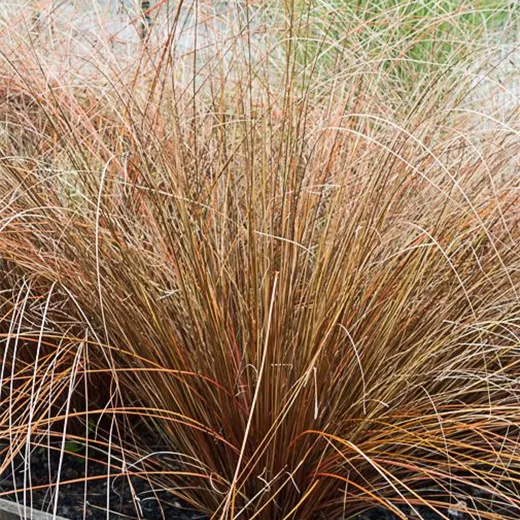 Carex buchananii Carex buchananii