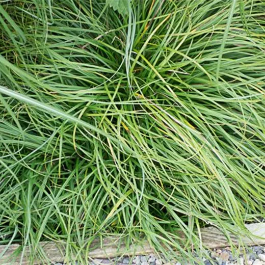 Carex caryophyllea 'The Beatles' Carex caryophyllea 'The Beatles'