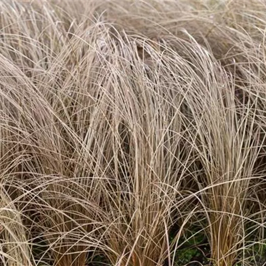 Carex comans 'Bronze' Carex comans 'Bronze'