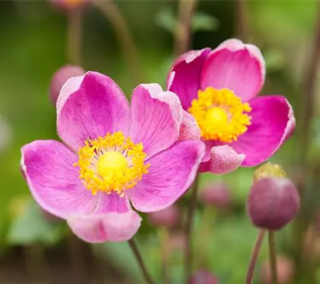 China-Herbst-Anemone 'Praecox' China-Herbst-Anemone 'Praecox'
