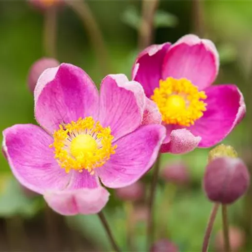 China-Herbst-Anemone 'Praecox' China-Herbst-Anemone 'Praecox'