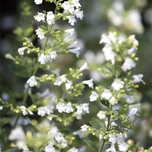 Calamintha nepeta 'Marvelette White' Calamintha nepeta 'Marvelette White'