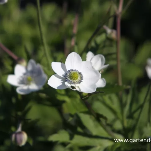 Chinesisches Sommer-Windröschen
