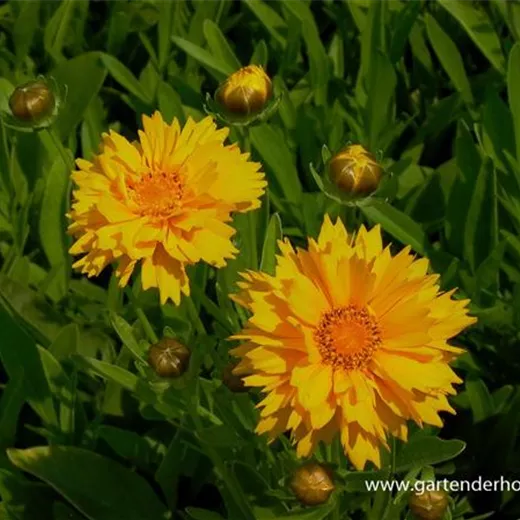 Coreopsis grandiflora 'Early Sunrise' Coreopsis grandiflora 'Early Sunrise'
