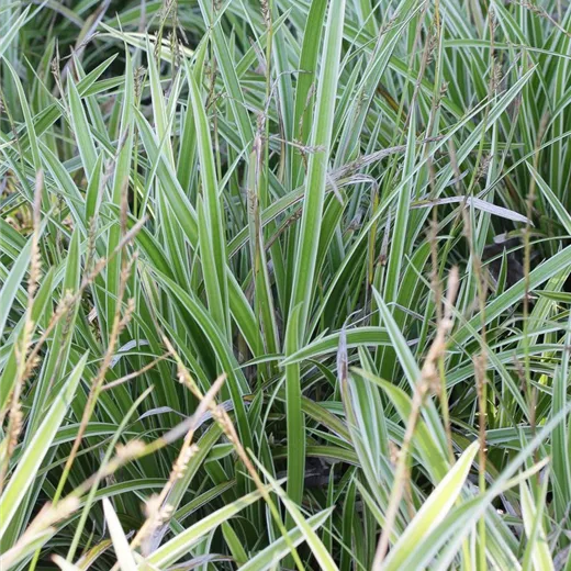 Carex foliosissima 'Icedance' Carex foliosissima 'Icedance'