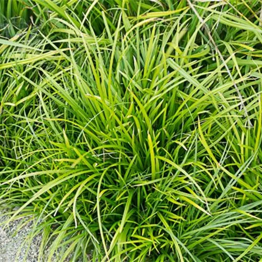 Carex foliosissima 'Irish Green' Carex foliosissima 'Irish Green'