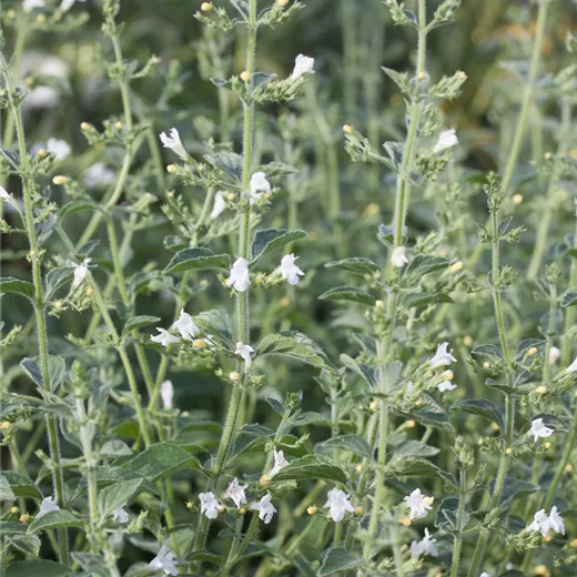 Calamintha nepeta 'Weißer Riese' Calamintha nepeta 'Weißer Riese'