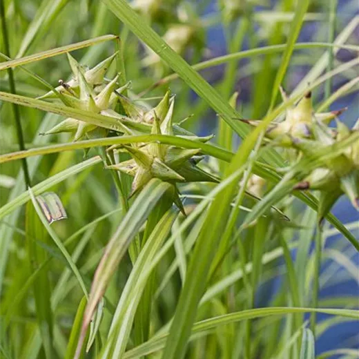 Carex grayi Carex grayi