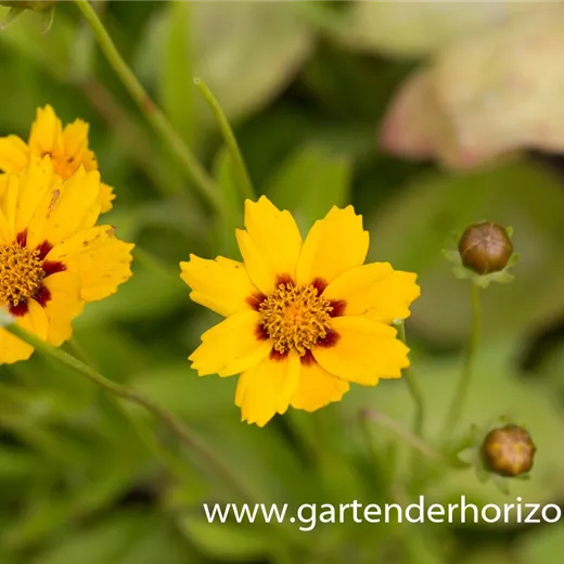 Coreopsis lanceolata 'Sterntaler' Coreopsis lanceolata 'Sterntaler'