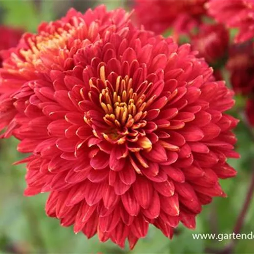 Chrysanthemum x hort.'Brennpunkt' Chrysanthemum x hort.'Brennpunkt'