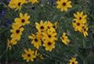 Coreopsis tripteris