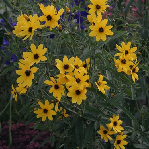 Coreopsis tripteris Coreopsis tripteris