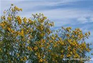 Coreopsis tripteris