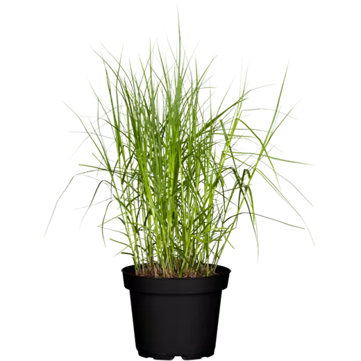 Carex muskingumensis Carex muskingumensis