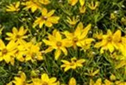 Coreopsis verticillata 'Zagreb'